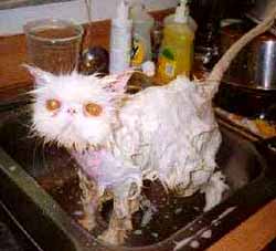 defensive wet cat
